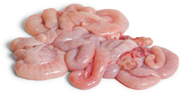 pork small intestine